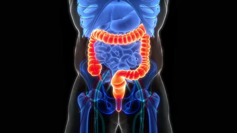 Human Digestive System Large Intestine Anatomy Animation Concept Stock Footage 200932468
