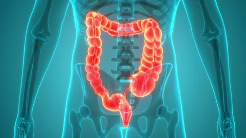 Human Digestive System Large Intestine Anatomy Animation Concept Stock Footage 220342300