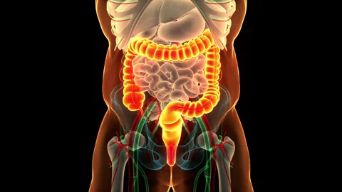 Human Digestive System Large Intestine Anatomy Animation Concept Stock Footage 240723783