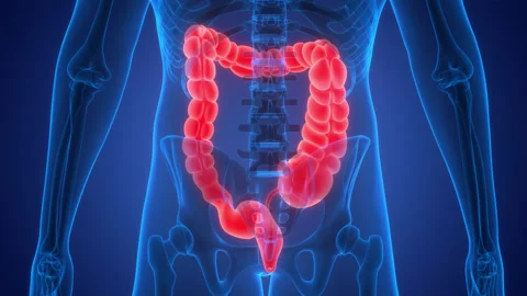 Human Digestive System Large Intestine Anatomy Animation Concept Video stock 240737991