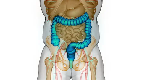 Human Digestive System Large Intestine Anatomy Animation Concept Stock Footage 240745053
