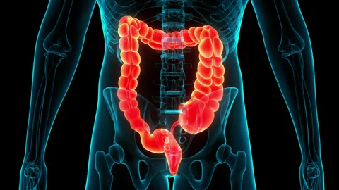 Human Digestive System Large Intestine Anatomy Animation Concept Stock Footage 240745870