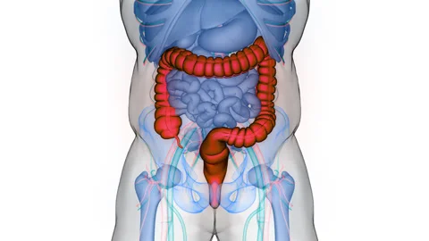 Human Digestive System Large Intestine Anatomy Animation Concept Stock-Footage 266543403
