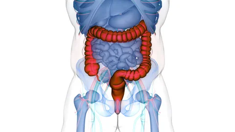 Human Digestive System Large Intestine Anatomy Animation Concept Stock Footage 266544278