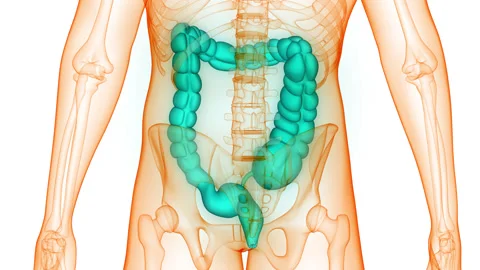 Human Digestive System Large Intestine Anatomy Animation Concept Stock Footage 266647312