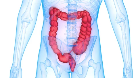 Human Digestive System Large Intestine Anatomy Animation Concept Video stock 281581258