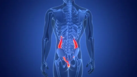 Human Digestive System Large Intestine Anatomy Animation Concept Stock Footage 286801568