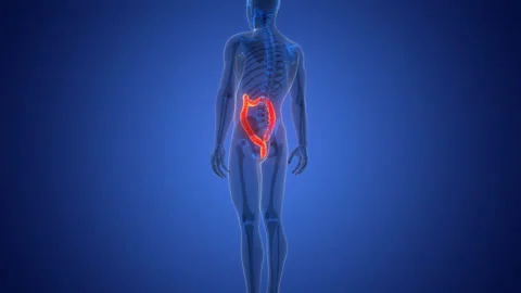 Human Digestive System Large Intestine Anatomy Animation Concept Video stock 290342701