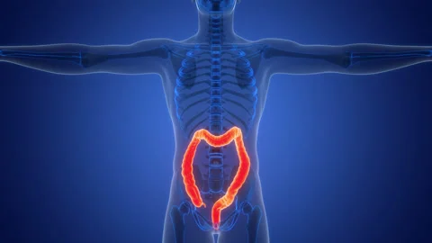 Human Digestive System Large Intestine Anatomy Animation Concept Stock Footage 291395136