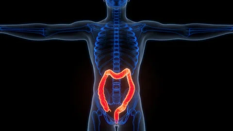 Human Digestive System Large Intestine Anatomy Animation Concept Video stock 303627744