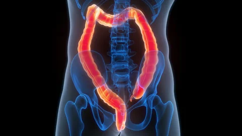 Human Digestive System Large Intestine Anatomy Animation Concept 스톡 동영상 307403065