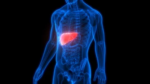 Human Digestive System Liver Anatomy 動画素材 101508316