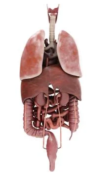 Human digestive system with lungs. 3d rendering Stock Illustration