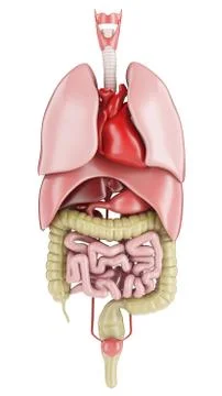 Human digestive system with lungs. 3d rendering Stock Illustration