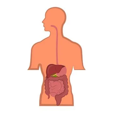 Human digestive system in a man body Stock Illustration