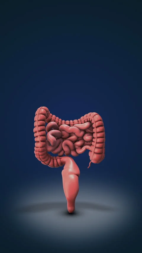 Human digestive system medical animation Stock Footage 333754458