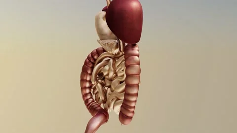 Human digestive system, Medically accurate, 3d render Stock Footage 145649118