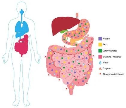 Human Digestive System Nutrient Absorption Vector Diagram Illustrazione stock