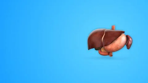 Human Digestive System Organs with Copyspace 스톡 일러스트