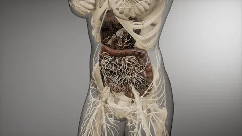 Human digestive system parts and functions Stock Illustration
