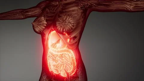 Human digestive system parts and functions Stock Illustration