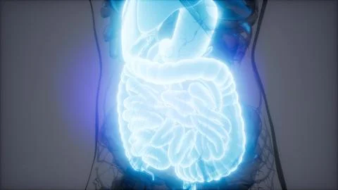 Human digestive system parts and functions Stock Illustration
