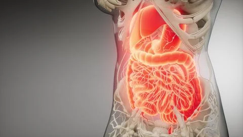 Human digestive system parts and functions Stock Illustration
