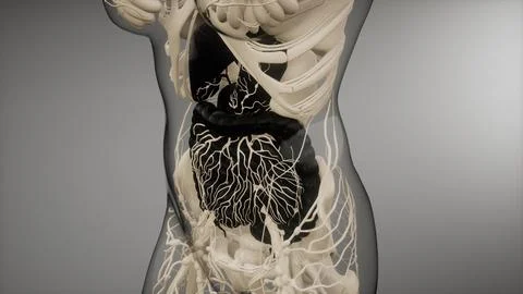 Human digestive system parts and functions Stock Illustration