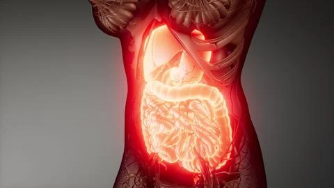 Human digestive system parts and functions Stock Illustration