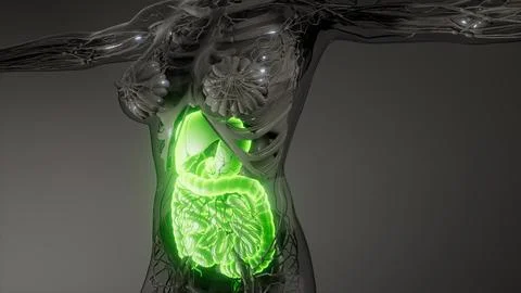 Human digestive system parts and functions Stock Illustration