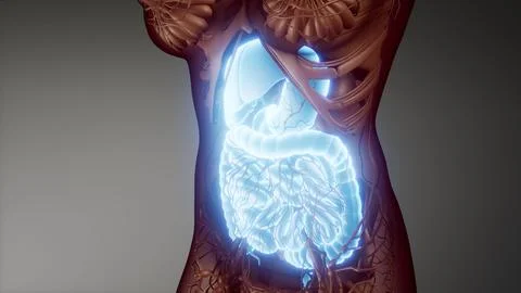 Human digestive system parts and functions Stock Illustration
