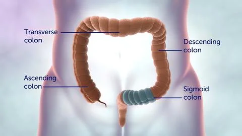 Human digestive system. Parts of the large intestine Stock Illustration