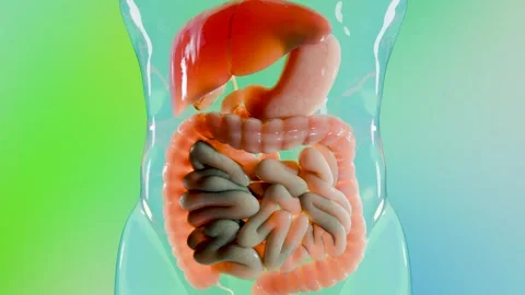 Human Digestive System Showing Liver, Stomach, and Intestines Stock Footage 315214050