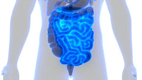 Human Digestive System Small Intestine Anatomy Stock Illustration