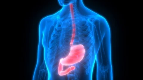 Human Digestive System (Stomach Anatomy) Video stock 70499613