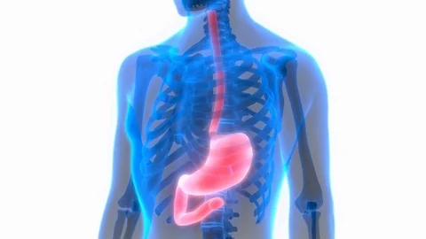 Human Digestive System (Stomach Anatomy) Stock Footage 70500248