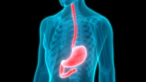 Human Digestive System (Stomach Anatomy) Stock-Footage 70790094
