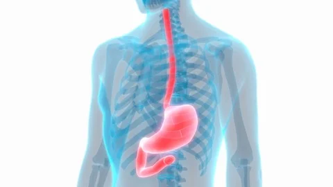 Human Digestive System (Stomach Anatomy) Stock-Footage 70790565