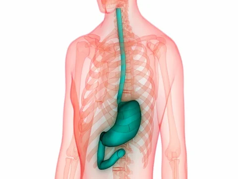 Human Digestive System (Stomach Anatomy) Видео 71091150