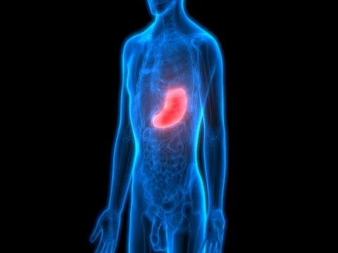 Human Digestive System (Stomach Anatomy) 库存影片 74580000