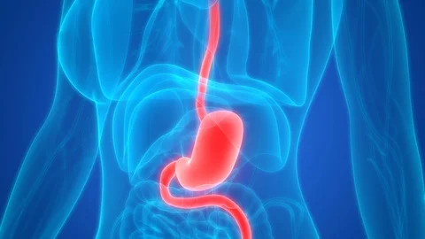 Human Digestive System Stomach Anatomy Stock Footage 89856280