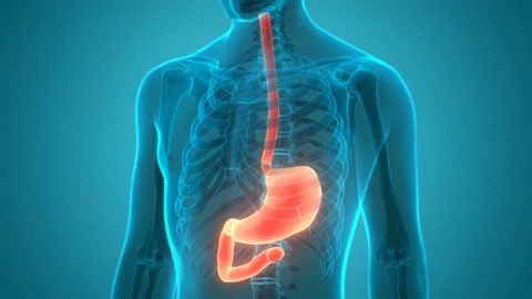 Human Digestive System Stomach Anatomy Animation Concept 스톡 동영상 138185935