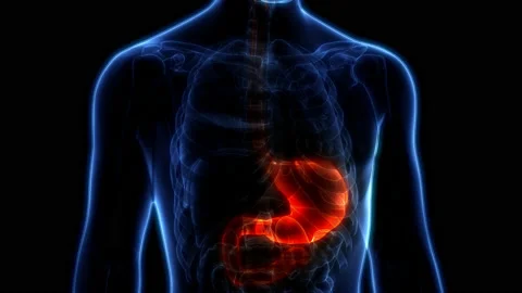 Human Digestive System Stomach Anatomy Animation Concept Vídeos de archivo 169631726
