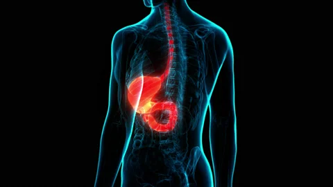 Human Digestive System Stomach Anatomy Animation Concept Видео 169634276