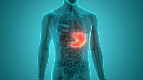 Human Digestive System Stomach Anatomy Animation Concept 스톡 동영상 169634401