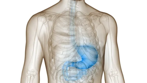 Human Digestive System Stomach Anatomy Animation Concept Video stock 210154343