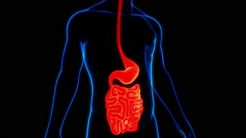 Human Digestive System Stomach with Small Intestine Anatomy Animation Concept Video stock 154749562