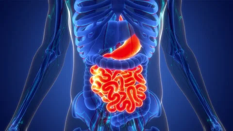 Human Digestive System Stomach with Small Intestine Anatomy Animation Concept Stock-Footage 200867205