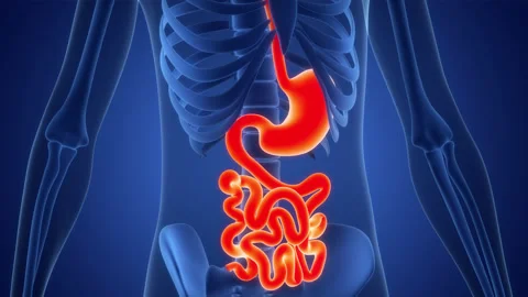 Human Digestive System Stomach with Small Intestine Anatomy Animation Concept Stock Footage 210146543