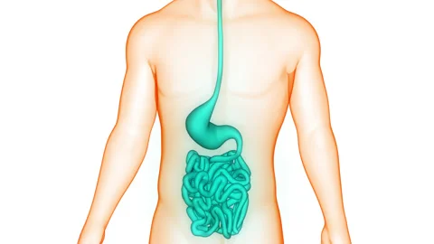 Human Digestive System Stomach with Small Intestine Anatomy Animation Concept Stock-Footage 217389870